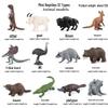 Children's Cognitive Toys: Frog Tadpole Growth Cycle Models
