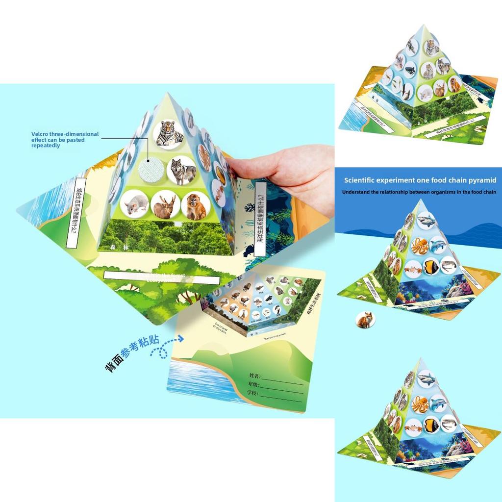 Paper Food Chain Pyramid Model Assembly Material Set Puzzle Toys For Children Educational Biology Set