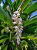 Alpinia pellets ginger (Japanese lily) - 5-pack