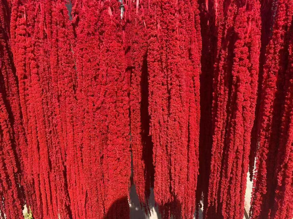 Hanging Rice Dried Preserved Flowers Wedding Decor 'Lover's Tears'
