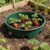 Waterproof Plant Covering Clear Plant Shelter 1/6pc for Outdoor Use Shielding Plant From & Extreme Conditions