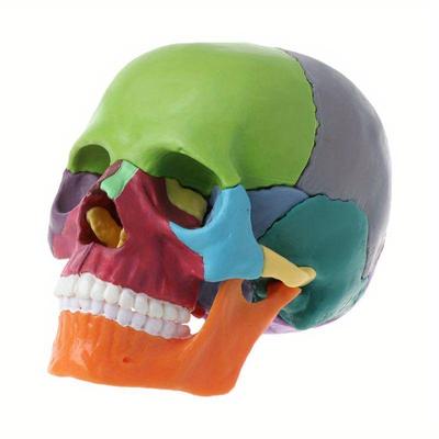 15pcs/set 4D Colorful Human Skull Model Anatomical Anatomy Teaching Skeleton Head Studying Teaching Supplies