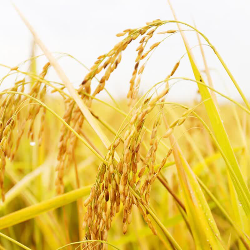 Shiyue Daotian Wuchang Fragrant Rice