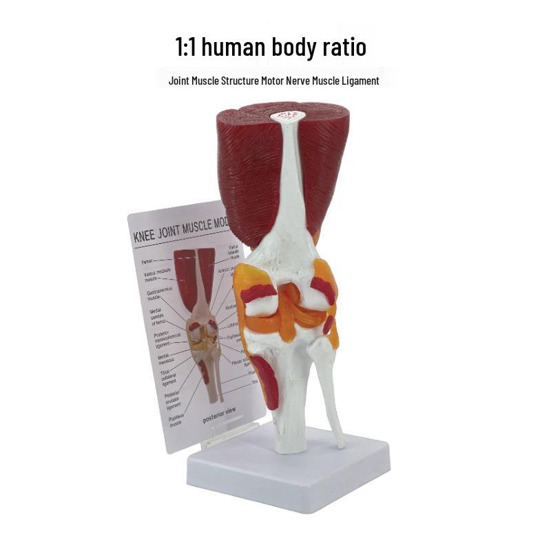 1:1 Human Knee Joint Model with Muscles, Ligaments, Meniscus, and Patellar Tendon for Rehabilitation Teaching