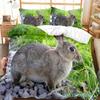 Cute Rabbit Duvet Cover Set Animals Polyester Comforter Cover King Queen Size For Kids Boys Girls Bedding Set With Pillowcase
