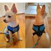 Breathable Mesh Small Dog Pet Leash Set Puppy Cat Vest Harness Collar