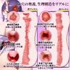 Soulove a Stationary Masturbator with a Made of Highly Popular for and Easy To Onahole, Two-hole Design, Silicone, Elastic, Men, Non-penetrating,