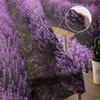 Lavender Sunset Purple Flower Field Tulle Sheer Window Curtains for Living Room Kitchen Children Bedroom Voile Hanging Curtain