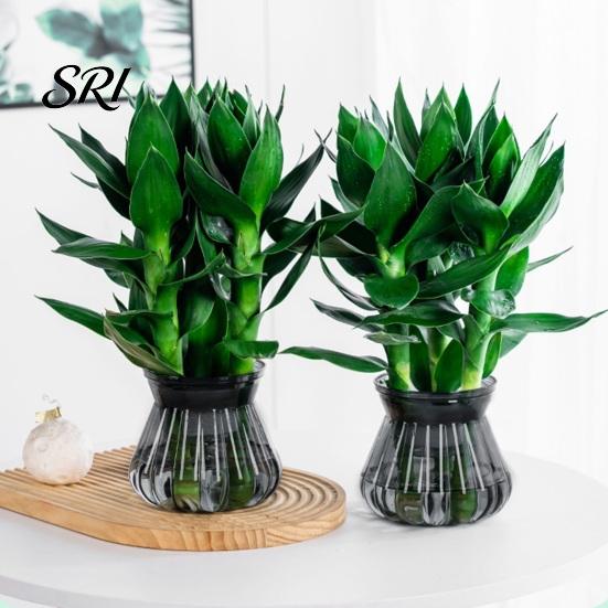 Lazy Gardener Flowerpot Self-watering with Self-absorbing Cotton Rope Creative Plastic Plant Pot Indoor Vertical Grain Glass Planter Inner Cup