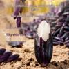 Wu Ai Wu Gu Yunnan Plateau Purple Glutinous Rice