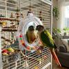 Spinning Puzzle Parrot Mirror Toy Wear-Resisting Parrot Spinning Wheels  Small Parrot