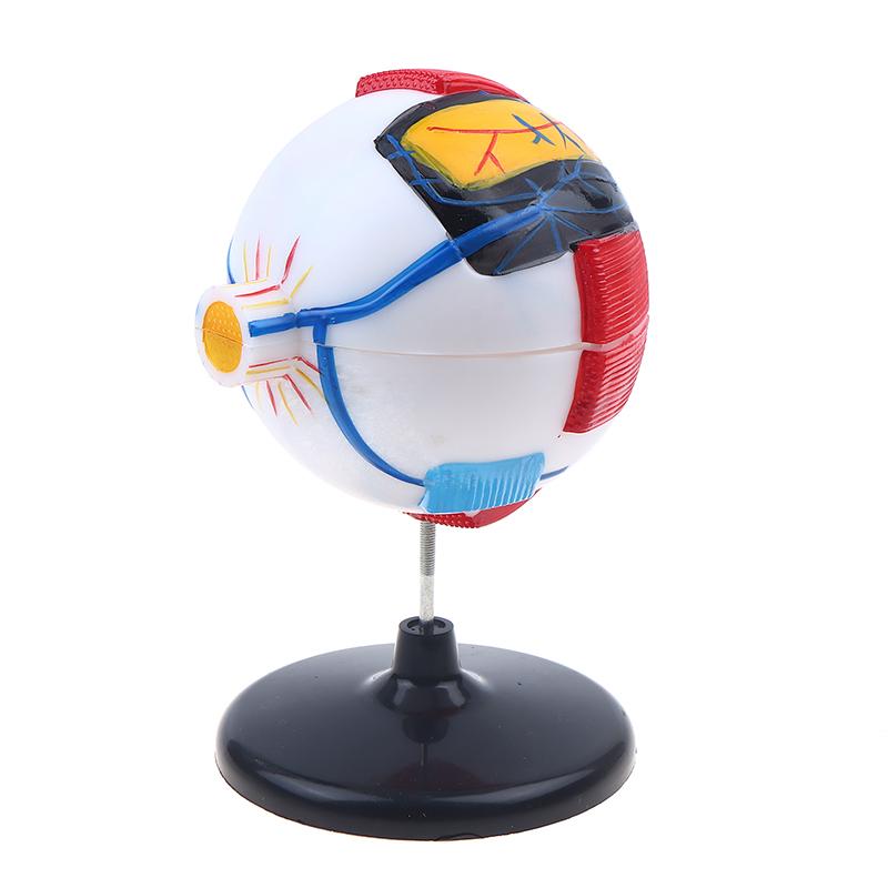 Eyeball Anatomy Model For Eye Diseases Study, 6X Human Eye Anatomy Model Eye Anatomy Model Human Organs Teaching Prop