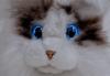 SEGA FAVE KIMIT Ragdoll (Brown) Pet Robot Cat
