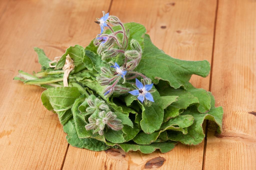 SAFLAX Zahrada v sáčku - Bio - Brutnák lékařský - 40 semen - Se substrátem ve vhodném stojacím sáčku - Borago officinalis