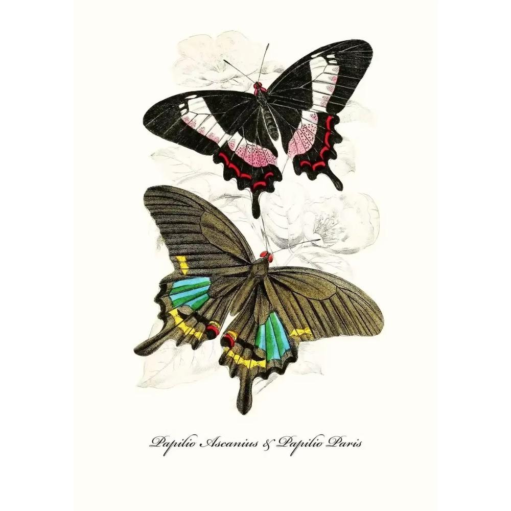 Vintage Butterflies poster Vintage Dead Leaf Butterfly Specimen Minimalist Wall Print Canvas Posters for Home Decor