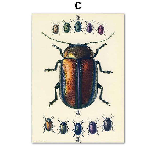 Vintage Beetle Insect Poster Specimen Retro Illustration Wall Art Canvas Painting Posters and Prints Picture for Living Room No Frame
