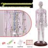 Traditional Chinese Medicine Acupuncture Model: Full-Body Meridian Acupoint Diagram for Needle Practice