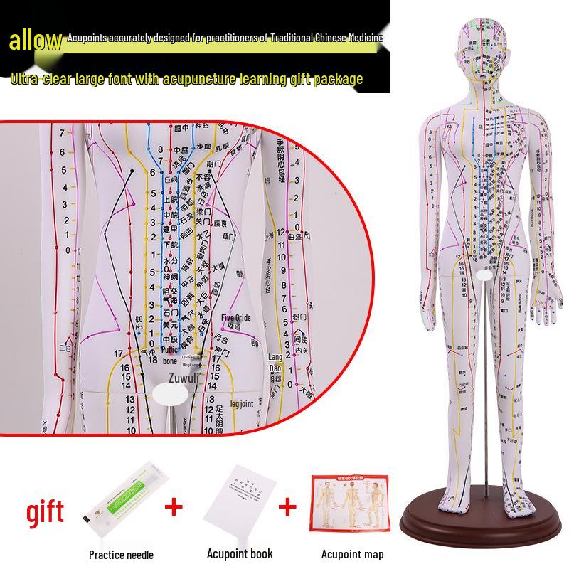 Traditional Chinese Medicine Acupuncture Model: Full-Body Meridian Acupoint Diagram for Needle Practice