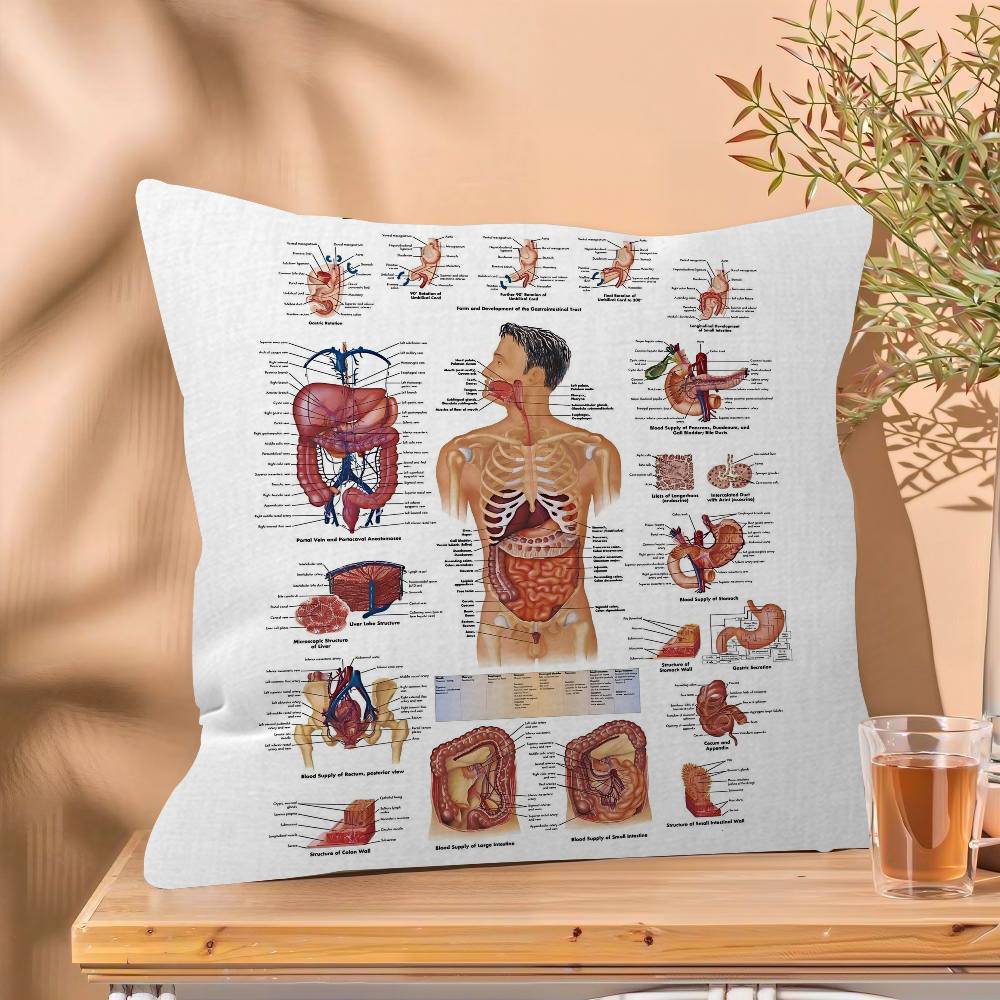 Muscle System Human Anatomy Diagram Medical Cushion Cover x Polyester Sofa Cushions Decorative Throw Pillows