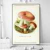 Vintage Mushroom Specimen Canvas Painting Antique Wall Art Herbal Pictures Science Posters and Prints Home Office Decor Cuadros