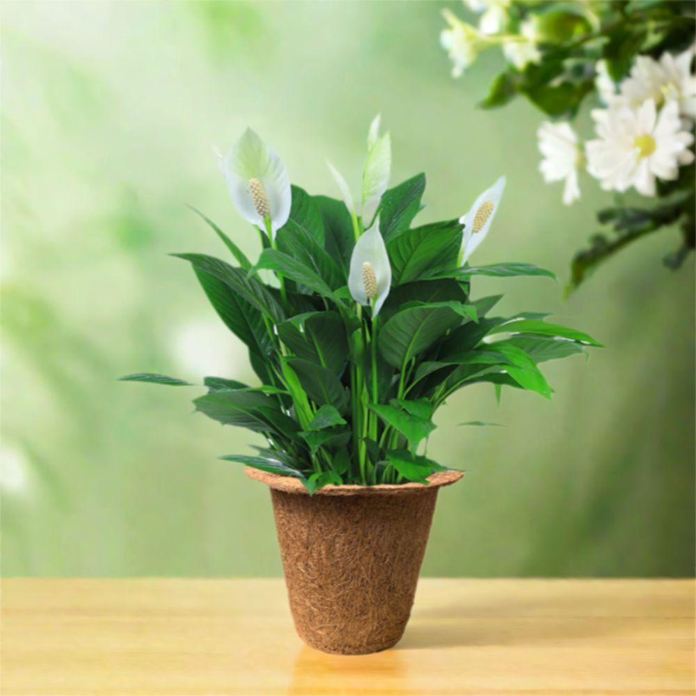 3pcs Biodegradable Nursery Pots Coconut Fiber Flower Pot  For Plant Garden Supply