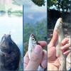 12Pcs/Pack High Carbon Steel Red Fishing Hook Anti Slip Fishing Tackle Automatic Flip Fishhook  Carp