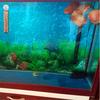Liquid-In-Glass Aquarium Thermometer for Aquarium FishTank Accurate Floating Laboratory Thermometer