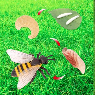 Bee Animal Life Cycle Growth Set Teaching Tools Realistic Montessori Toy Puzzle