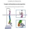 45CM Colorful Human Spine Model: Includes Vertebral Column, Pelvis, Femur, Coccyx, Lumbar, and Cervical Vertebrae for Chiropractic Use.