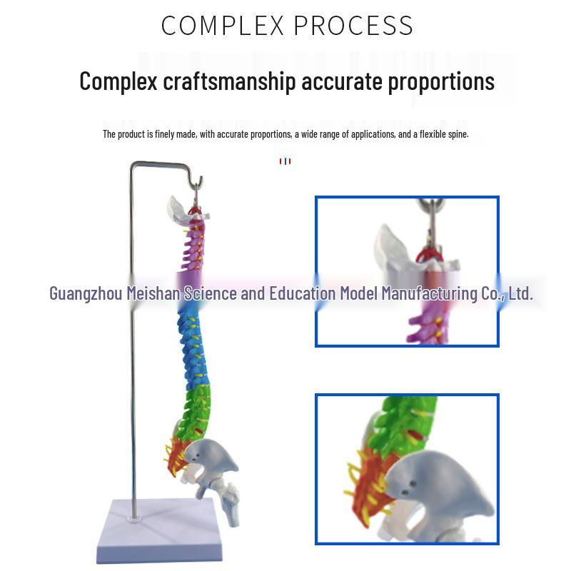 45CM Colorful Human Spine Model: Includes Vertebral Column, Pelvis, Femur, Coccyx, Lumbar, and Cervical Vertebrae for Chiropractic Use.
