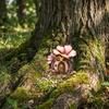 Wooden Fairy Garden Decoration, Tree Hollow Cottage Door with High-Definition UV Printing, Waterproof Acrylic Outdoor Garden Ornament for Plants Pots