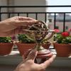 12.7 cm Brass Armillary Sphere Globe on Wooden Base Nautical Desk Decor