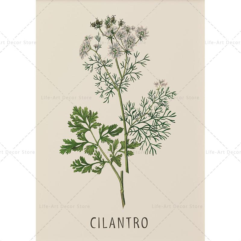 Roślina, kwiat, badania, plakat retro, druk botaniczny, plakaty ziołowe, obraz vintage na płótnie, obraz na ścianę do salonu,