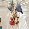 Buntes hängendes Papagei-Vogel-Backenzahnspielzeug Artikel Papagei-Beißspielzeug Haustier-Vogelspielzeug für Papageientraining Vogelschaukel Beißspielzeug