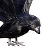Artificial Crow Feathered Realistic Handmade Standing/Flying Foam Home Garden Decoration Mini Halloween Ornament Tree Simulation Animal Black Bird