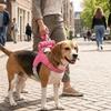 Ham Vestă Respirantă pentru Câini Anti-Tragere Confortabilă Rezistentă la Evadare Șa cu Mâner Ham în Formă de Y pentru Câini Drumeții