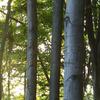 2D flat banner 1 piece wallpaper mural  green forest natural landscape large mural for living room sofa