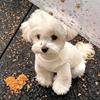 Dog clothes autumn and winter than bear teddy puppet small dog cat pet anti-hair German velvet two feet bottoming pajamas