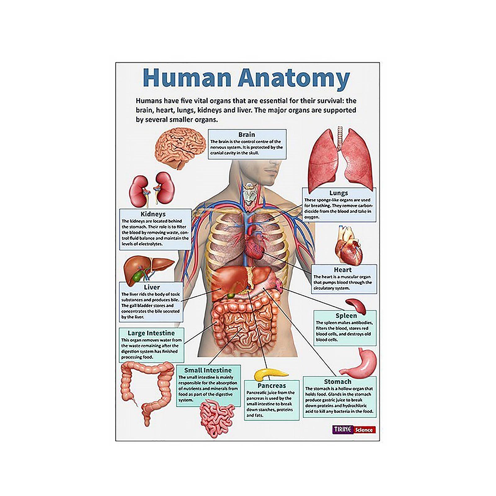 

Планировщик, дневник управления личными целями и планирования жизни, инструмент для отслеживания ежедневных задач и целей One Size