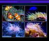 GAKO Coral Light Q2B Full Spectrum LED Clip Light for Small Saltwater and Algae Tanks