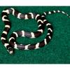 Terrarium Substrate 20x30cm Fiber Carpet Mat Urine Absorbing