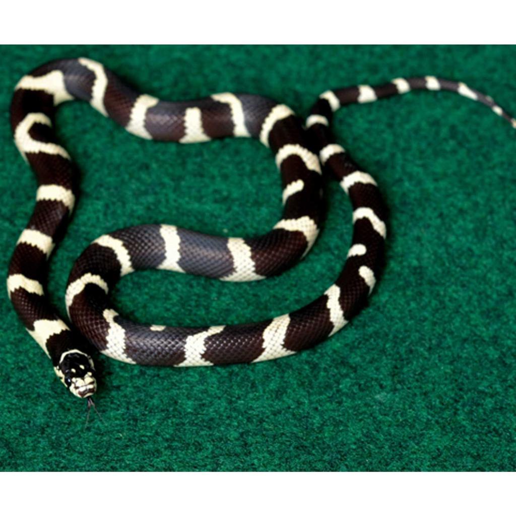 Terrarium Substrate 20x30cm Fiber Carpet Mat Urine Absorbing