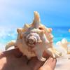 2/3/5PCS Sea Shell Plant Pot 4.7 Inch Natural Conch Air Plant Holder Seashell Decor Planter Flower Container Art Craft for Home