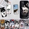 CJ66 Husky Puppy Dog Soft Shell Phone Case for Samsung Galaxy S20 S21 S22 Ultra FE + Plus A21S A22 A24 A25 A26 A30 A30S A31