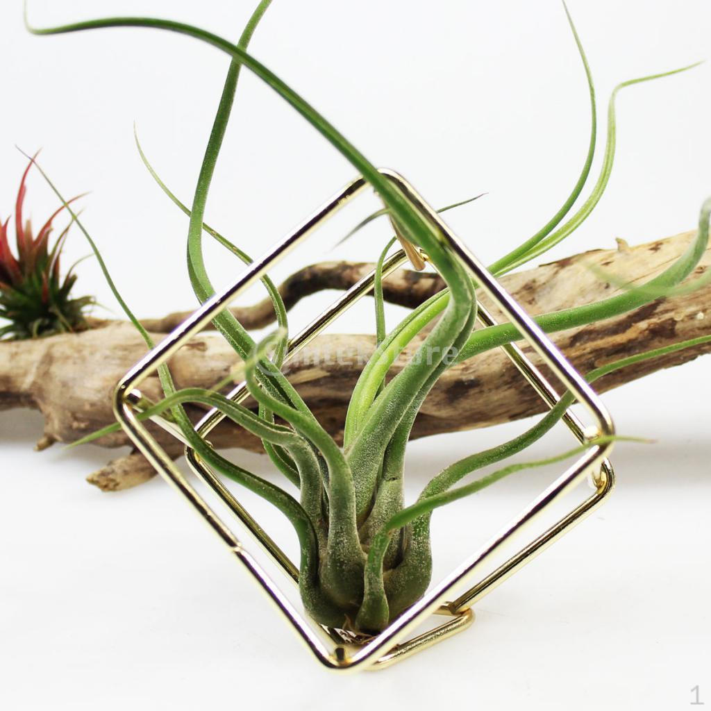 Tillandsia Air Plant Rack Planter Wedding and garden Hanging Décor