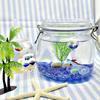 Fourcart Cute Handmade Glass Float, Ryugu no Tsuikai, Width: 31mm, Bead: 20mm