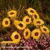 Sunflower Solar Garden Light - Outdoor Yard and Lawn Decorative Atmosphere Lamp