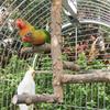 Finches Wooden Natural Conure Bird Perch Parrot Toy Chewing Stick Wood Stand