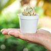 10Pcs Mini Circular Plastic Succulent Seedling Pots Lightweight Reusable Plant Nursery Pots for Indoor Tabletop Cultivation