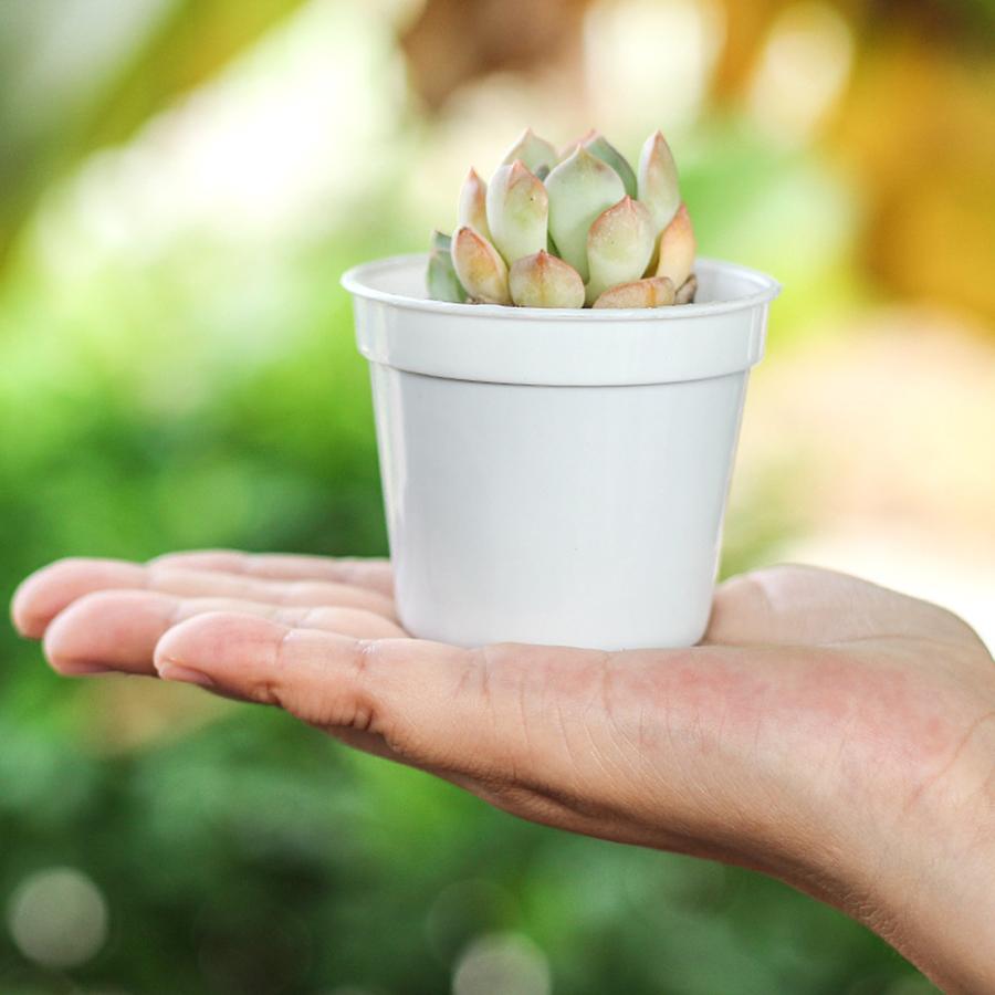 10Pcs Mini Circular Plastic Succulent Seedling Pots Lightweight Reusable Plant Nursery Pots for Indoor Tabletop Cultivation